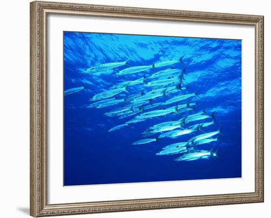 A Shoal of Black-Tail Barracudas (Sphyraena Qenie)-Andrea Ferrari-Framed Photographic Print