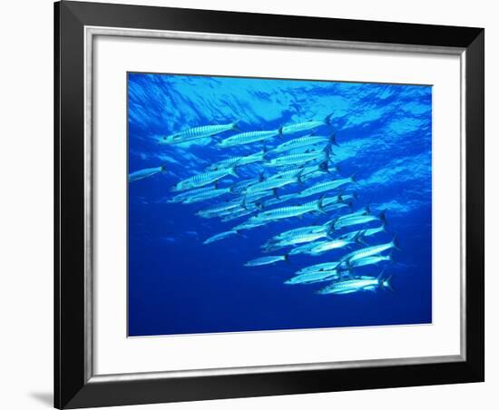 A Shoal of Black-Tail Barracudas (Sphyraena Qenie)-Andrea Ferrari-Framed Photographic Print