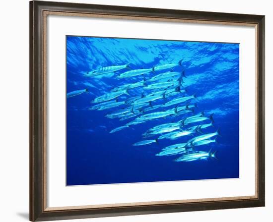 A Shoal of Black-Tail Barracudas (Sphyraena Qenie)-Andrea Ferrari-Framed Photographic Print