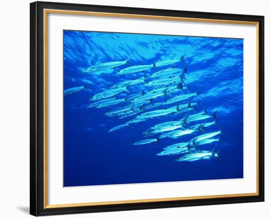 A Shoal of Black-Tail Barracudas (Sphyraena Qenie)-Andrea Ferrari-Framed Photographic Print