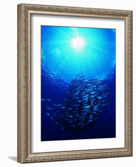 A Shoal of Jack Crevalle Crevalle Jack Fishes (Caranx Sexfasciatus)-Andrea Ferrari-Framed Photographic Print