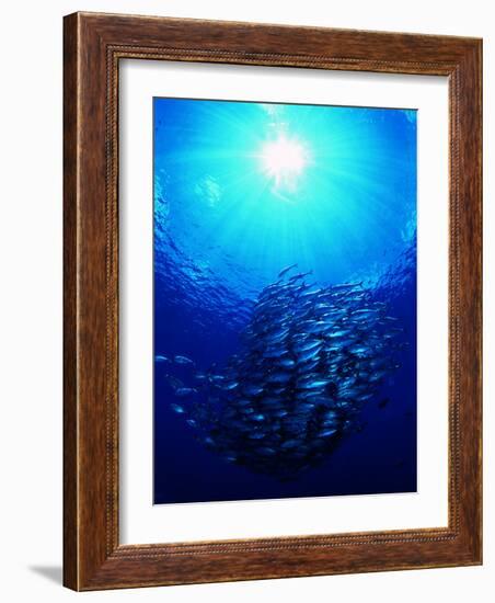 A Shoal of Jack Crevalle Crevalle Jack Fishes (Caranx Sexfasciatus)-Andrea Ferrari-Framed Photographic Print