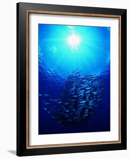 A Shoal of Jack Crevalle Crevalle Jack Fishes (Caranx Sexfasciatus)-Andrea Ferrari-Framed Photographic Print