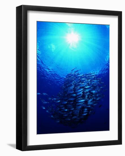 A Shoal of Jack Crevalle Crevalle Jack Fishes (Caranx Sexfasciatus)-Andrea Ferrari-Framed Photographic Print