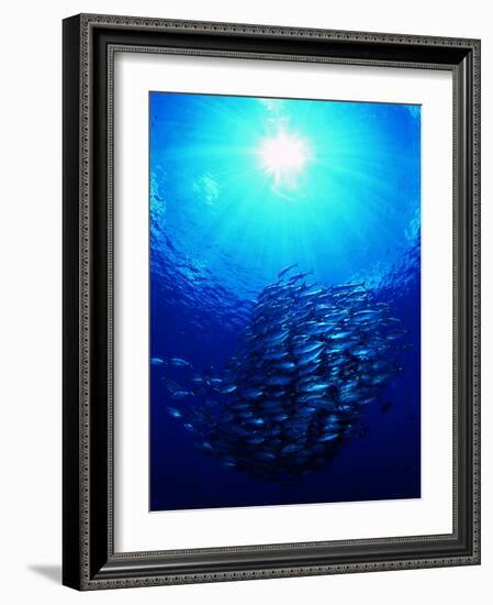 A Shoal of Jack Crevalle Crevalle Jack Fishes (Caranx Sexfasciatus)-Andrea Ferrari-Framed Photographic Print