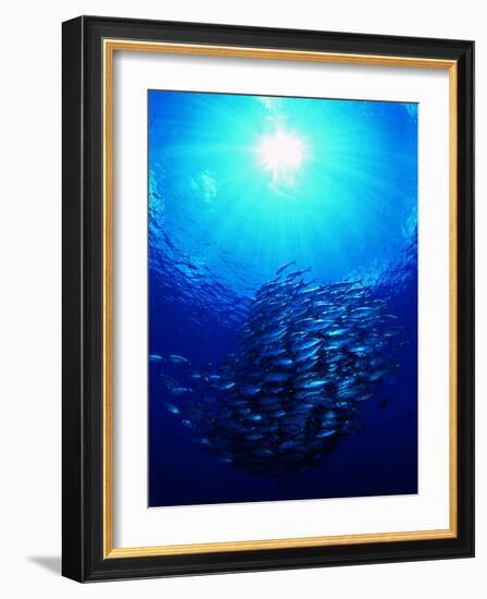 A Shoal of Jack Crevalle Crevalle Jack Fishes (Caranx Sexfasciatus)-Andrea Ferrari-Framed Photographic Print