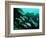 A Shoal of Speckled Sweetlips (Plectorhinchus Fishes)-Andrea Ferrari-Framed Photographic Print