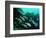 A Shoal of Speckled Sweetlips (Plectorhinchus Fishes)-Andrea Ferrari-Framed Photographic Print