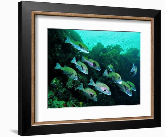 A Shoal of Speckled Sweetlips (Plectorhinchus Fishes)-Andrea Ferrari-Framed Photographic Print