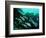 A Shoal of Speckled Sweetlips (Plectorhinchus Fishes)-Andrea Ferrari-Framed Photographic Print