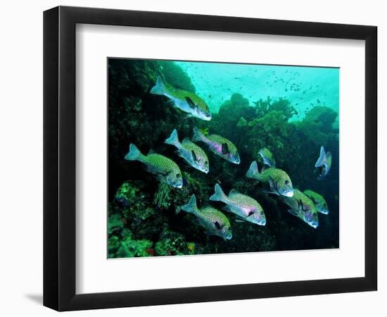 A Shoal of Speckled Sweetlips (Plectorhinchus Fishes)-Andrea Ferrari-Framed Photographic Print