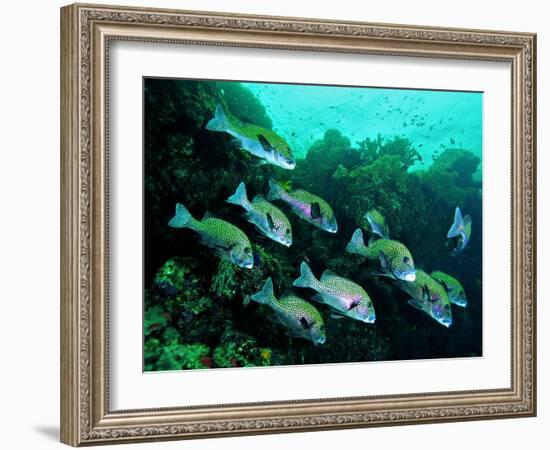 A Shoal of Speckled Sweetlips (Plectorhinchus Fishes)-Andrea Ferrari-Framed Photographic Print