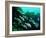 A Shoal of Speckled Sweetlips (Plectorhinchus Fishes)-Andrea Ferrari-Framed Photographic Print