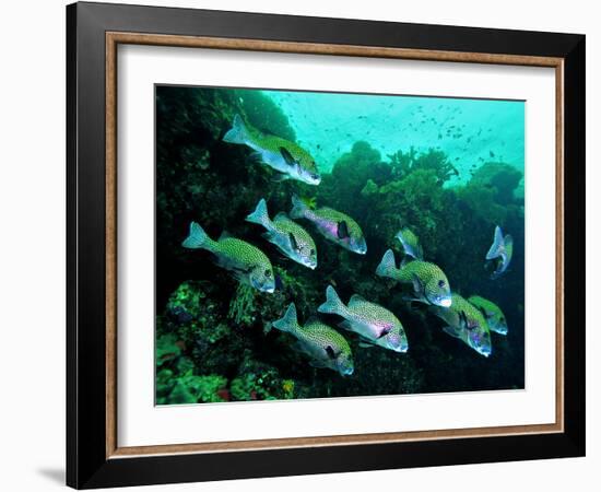 A Shoal of Speckled Sweetlips (Plectorhinchus Fishes)-Andrea Ferrari-Framed Photographic Print