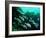 A Shoal of Speckled Sweetlips (Plectorhinchus Fishes)-Andrea Ferrari-Framed Photographic Print