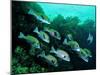 A Shoal of Speckled Sweetlips (Plectorhinchus Fishes)-Andrea Ferrari-Mounted Photographic Print