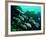 A Shoal of Speckled Sweetlips (Plectorhinchus Fishes)-Andrea Ferrari-Framed Photographic Print