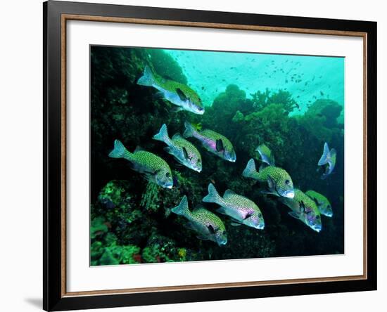 A Shoal of Speckled Sweetlips (Plectorhinchus Fishes)-Andrea Ferrari-Framed Photographic Print