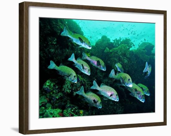 A Shoal of Speckled Sweetlips (Plectorhinchus Fishes)-Andrea Ferrari-Framed Photographic Print