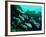 A Shoal of Speckled Sweetlips (Plectorhinchus Fishes)-Andrea Ferrari-Framed Photographic Print