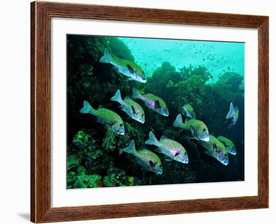 A Shoal of Speckled Sweetlips (Plectorhinchus Fishes)-Andrea Ferrari-Framed Photographic Print