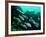 A Shoal of Speckled Sweetlips (Plectorhinchus Fishes)-Andrea Ferrari-Framed Photographic Print