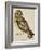 A Short-Eared Owl-Christopher Atkinson-Framed Giclee Print