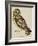 A Short-Eared Owl-Christopher Atkinson-Framed Giclee Print