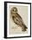 A Short-Eared Owl-Christopher Atkinson-Framed Giclee Print