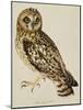 A Short-Eared Owl-Christopher Atkinson-Mounted Giclee Print