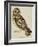 A Short-Eared Owl-Christopher Atkinson-Framed Giclee Print