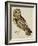 A Short-Eared Owl-Christopher Atkinson-Framed Giclee Print