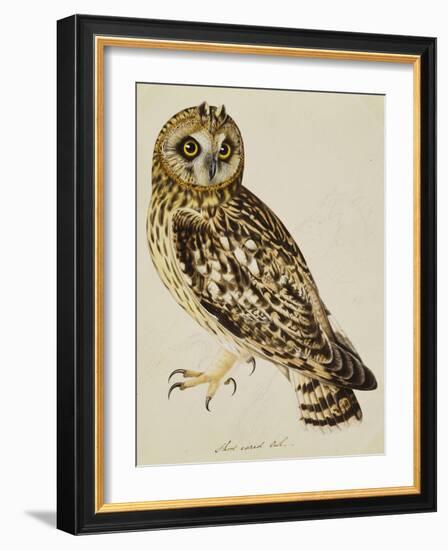 A Short-Eared Owl-Christopher Atkinson-Framed Giclee Print