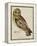 A Short-Eared Owl-Christopher Atkinson-Framed Premier Image Canvas