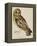 A Short-Eared Owl-Christopher Atkinson-Framed Premier Image Canvas