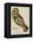 A Short-Eared Owl-Christopher Atkinson-Framed Premier Image Canvas