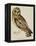 A Short-Eared Owl-Christopher Atkinson-Framed Premier Image Canvas