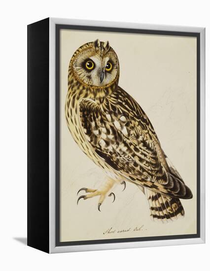 A Short-Eared Owl-Christopher Atkinson-Framed Premier Image Canvas