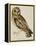 A Short-Eared Owl-Christopher Atkinson-Framed Premier Image Canvas