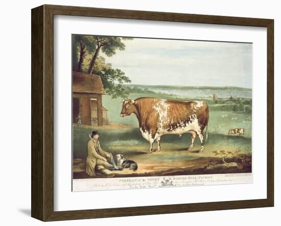 A Short Horned Bull, Patriot, Engraved by William Ward, Shrewsbury, 1810-Thomas Weaver-Framed Giclee Print