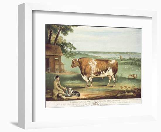 A Short Horned Bull, Patriot, Engraved by William Ward, Shrewsbury, 1810-Thomas Weaver-Framed Giclee Print