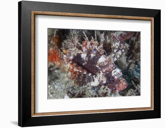 A Shortfin Lionfish Lays on the Seafloor Waiting for Prey-Stocktrek Images-Framed Photographic Print