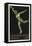 A Shot Putter. Germany 1916 Berlin Olympic Games Poster Stamp, Unused-null-Framed Premier Image Canvas