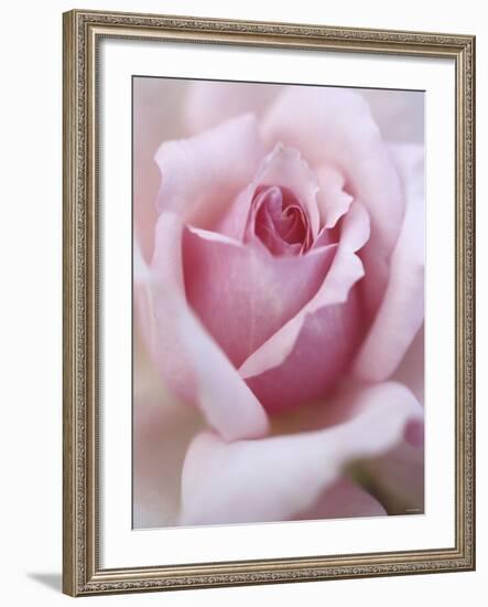 A Shrub Rose-null-Framed Photographic Print