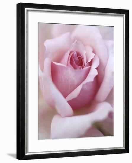A Shrub Rose-null-Framed Photographic Print