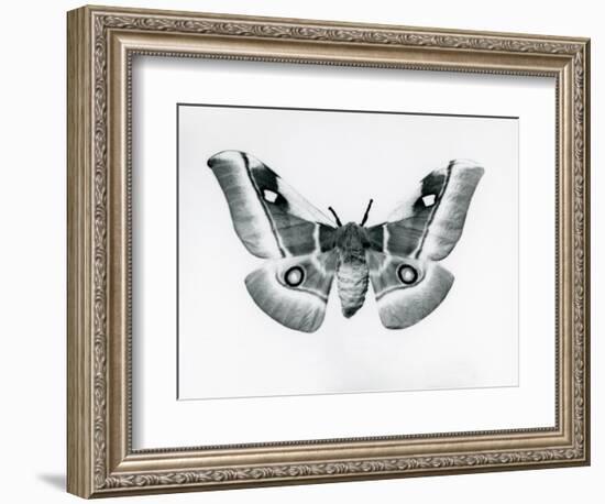 A Silkmoth, Bunaea Caffraria, at London Zoo, before 1930 (B/W Photo)-Frederick William Bond-Framed Giclee Print