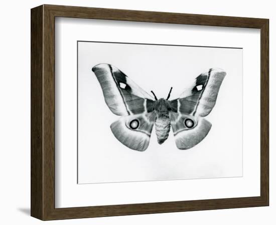 A Silkmoth, Bunaea Caffraria, at London Zoo, before 1930 (B/W Photo)-Frederick William Bond-Framed Giclee Print