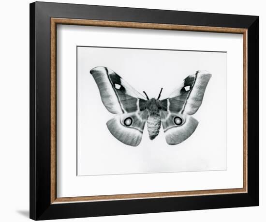 A Silkmoth, Bunaea Caffraria, at London Zoo, before 1930 (B/W Photo)-Frederick William Bond-Framed Giclee Print