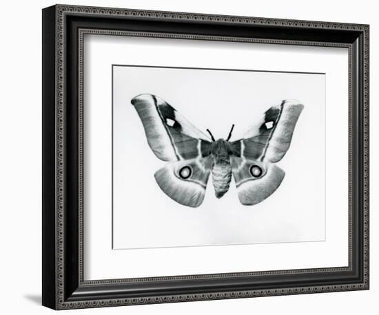 A Silkmoth, Bunaea Caffraria, at London Zoo, before 1930 (B/W Photo)-Frederick William Bond-Framed Giclee Print