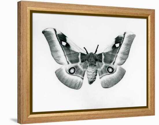 A Silkmoth, Bunaea Caffraria, at London Zoo, before 1930 (B/W Photo)-Frederick William Bond-Framed Premier Image Canvas